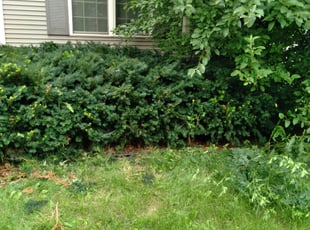 Bush Trimming by Kevin Rhyne for Charles F. in Madison, WI
