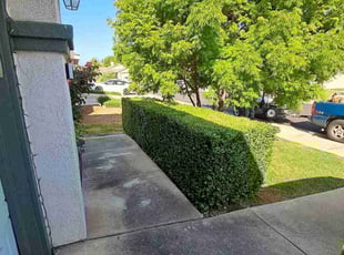 Bush Trimming by Roy Young for Paul S. in Elk Grove, CA