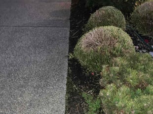 Bush Trimming by Brian Fritts for Mohit J. in Lynnwood, WA