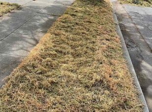 Cleanups by Luis Enrique Rafael chavez for Vijay A. in San Jose, CA