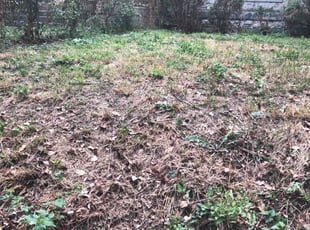 Bush Trimming by Jose Altamirano Diaz for Loretta P. in Louisville, KY