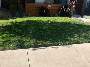 Tariq A.'s Lawn Care service result