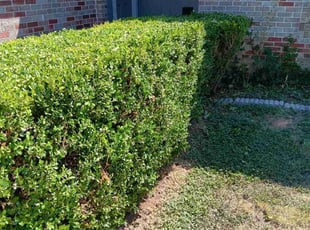 Bush Trimming by Mario Martinez for Tara S. in Forest Hill, TX