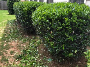 Bush Trimming by Louis Sampson for Clay F. in Smyrna, GA