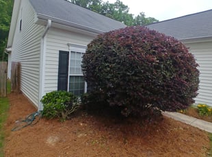 Bush Trimming by Paul Driver for Sabrina W. in High Point, NC