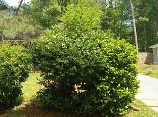 Bush Trimming by Lionel Lee for Mikayla S. in Decatur, GA