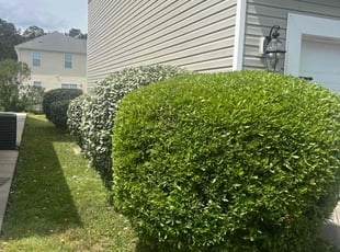 Bush Trimming by Marco Garcia for Robert A. in Myrtle Beach, SC