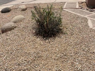 Bush Trimming by Michael Rizzo for Nathan J. in Mesa, AZ