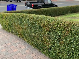 Bush Trimming by Carlos Flores for Marc G. in San Diego, CA