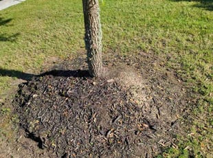 Weeding by Briana Rivera for Heath C. in Richmond, TX