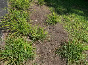 Weeding by Annette Cudjoe for Pamela M. in Midlothian, VA