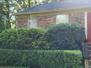 Bush Trimming by Shelton Brown for Matthew R. in Tallahassee, FL