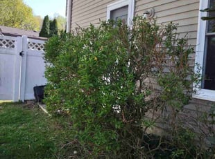 Bush Trimming by Bryan Robles for Mark S. in Washington Township, NJ