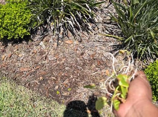 Weeding by Elvis Pintado for Aida H. in Odessa, FL