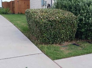 Bush Trimming by Samuel Rueda for Michael T. in Austin, TX