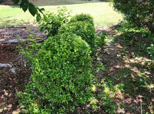 Bush Trimming by Bryan Bucklew for Thomas Z. in Suwanee, GA