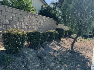 Bush Trimming by Mario Monje for Troy D. in Winchester, CA