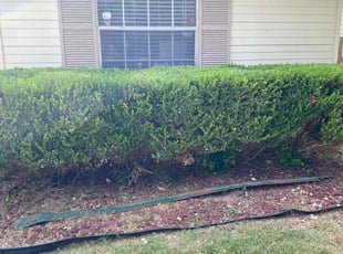 Bush Trimming by Stephen Robles for Felecia S. in San Antonio, TX