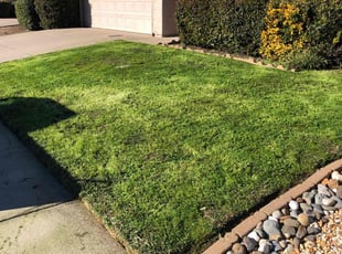 Patrick C.'s Lawn Service service result