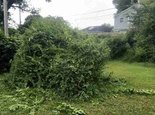 Bush Trimming by Kewon Andrews for DeAndre G. in Memphis, TN
