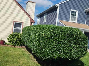 Bush Trimming by Larry Whitaker for Janis S. in Virginia Beach, VA