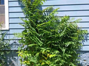 David W.'s Bush Trimming service result