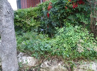 Bush Trimming by Benjamin Garza for Katherine S. in San Antonio, TX