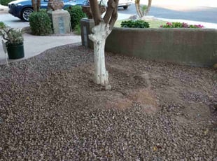 Bush Trimming by Antonio Sanchez for Jessica G. in Mesa, AZ