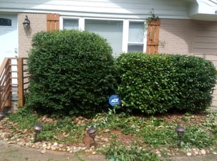 Bush Trimming by Taurus Coates for Laurence O. in Decatur, GA
