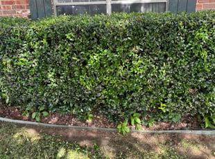 Bush Trimming by Logan Holzmeier for Jim C. in Cleburne, TX