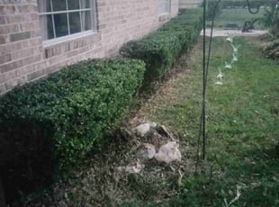 Bush Trimming by Robert Williams for Adrienne T. in Jacksonville, FL