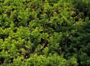 Bush Trimming by Dimitri Sharp for Melany P. in Upper Marlboro, MD
