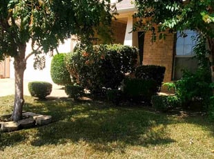 Bush Trimming by Brian Dudley for Glen C. in Arlington, TX
