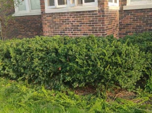 Bush Trimming by Daniel Burton for Jason F. in Joliet, IL