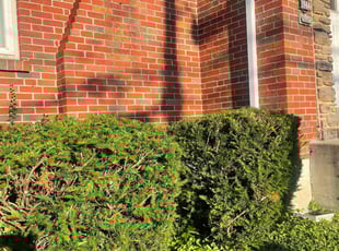 Bush Trimming by James Abernathy for Cheri C. in Cincinnati, OH