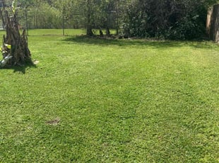 darrell h.'s Lawn Mowing service result