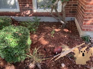 Leaf Removal by Adel Baker for Joe P. in San Antonio, TX