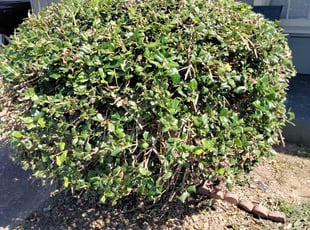 Bush Trimming by Jeremy Partaine for Brittany S. in Memphis, TN