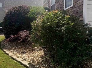 Penny T.'s Bush Trimming service result