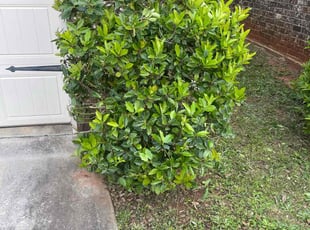 Bush Trimming by Amber Wright for Lavonda J. in McDonough, GA