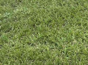 FRANK M.'s Lawn Mowing service result