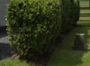 Bush Trimming by Patrick Pickens for Candace T. in Sugar Land, TX