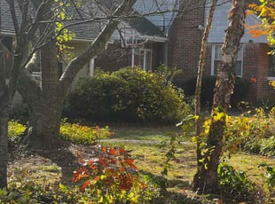 Leaf Removal by Carlos Alba for Michael L. in Arlington, VA