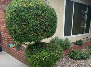 Bush Trimming by Edward Walsh for Erica M. in Rialto, CA
