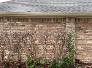 Bush Trimming by Olivia Martinez for Marc B. in Plano, TX