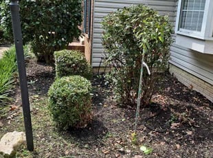 Bush Trimming by Manny Chavez for David C. in Woodbridge, VA