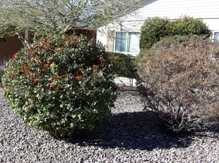 Bush Trimming by Raul Blanco for Ryan V. in Scottsdale, AZ