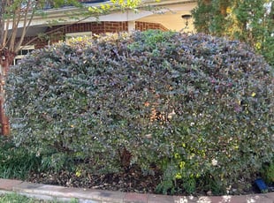 John G.'s Bush Trimming service result