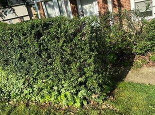 Bush Trimming by Leonardo Feliciano for Ryan R. in Powell, OH