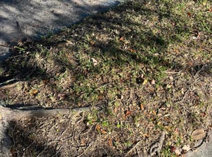 Leaf Removal by Josue Nunez for Marsha H. in Casselberry, FL